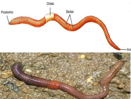 <p>Animales terrestres que habitan suelos húmedos, ricos en materia orgánica. Excavan túneles que airean el suelo y suelen ser nocturnas. Se alimentan de materia orgánica en descomposición. </p>