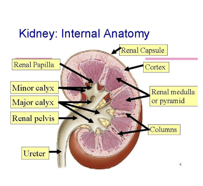 <p>cone-shaped structures (~8-18 per kidney) inside the medulla of the kidney</p><p>apex points inward to form the renal papilla</p>