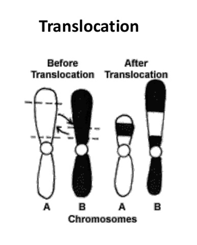 <p><span style="font-family: Arial, sans-serif;">•</span><span style="font-family: "Times New Roman"; line-height: normal; font-size: 7pt;"> </span><span>Involves two chromosomes that aren’t homologous.</span></p><p class="MsoNormal"><span style="font-family: Arial, sans-serif;">•</span><span style="font-family: "Times New Roman"; line-height: normal; font-size: 7pt;"> </span><span>Part of one chromosome is transferred to another chromosomes.</span></p><p class="MsoNormal"></p>