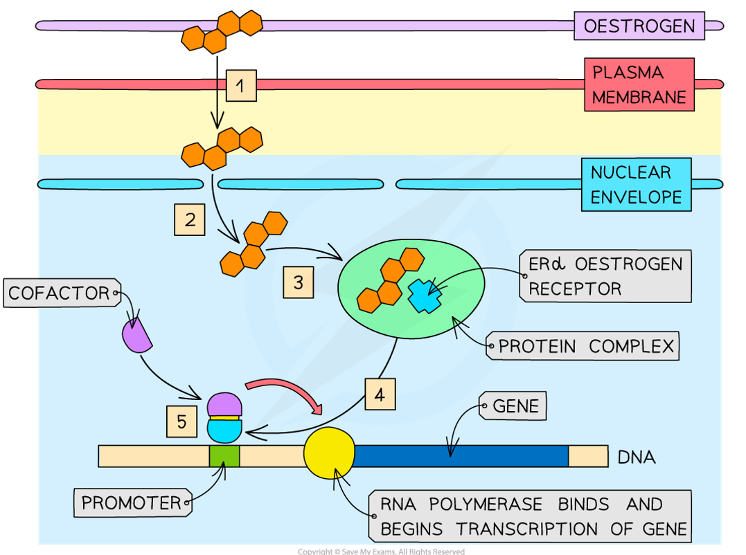 <p>In the DNA sequence, before the beginning/in front of the gene</p>