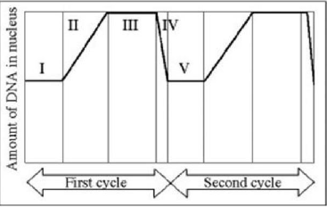 <p>Amount of DNA per nucleus over the cell division cycle.</p><p>Which region of the accompanying figure represents S phase? </p><p>A) I </p><p>B) II </p><p>C) III </p><p>D) IV</p>