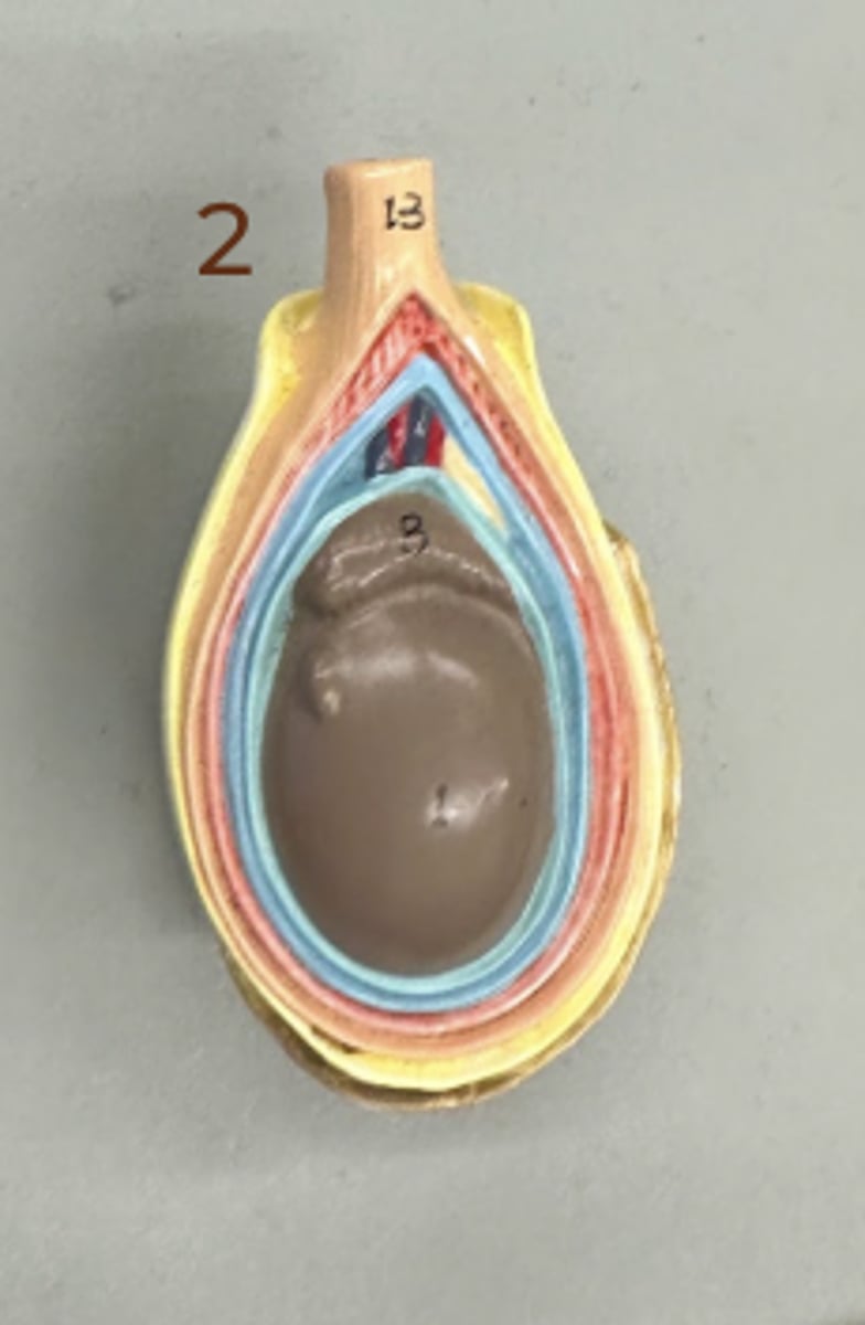 <p>• has spermatic cord</p>