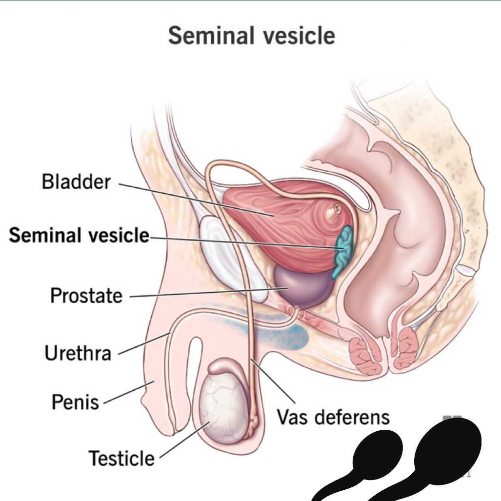 <p>can temporarily store sperm too</p><ul><li><p>makes fluid that contains <strong>fructose, enzymes, and prostaglandins</strong> to keep sperm alive</p></li><li><p>contract during ejaculation and release fluid into ejaculatory duct</p></li><li><p>fluid makes up about <strong>60% </strong>of semen</p></li></ul><p></p>