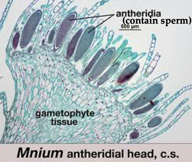 <p>Part of the moss life cycle. This is a mature gametophyte and comes from the male gametophyte, making it haploid.</p>