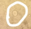 <p>Parasite or Artifact</p>