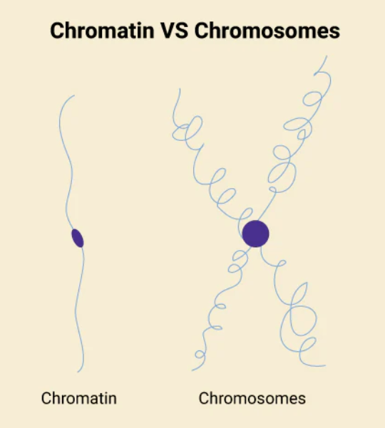 <p>what is the difference between chromosomes and chromatin?</p>