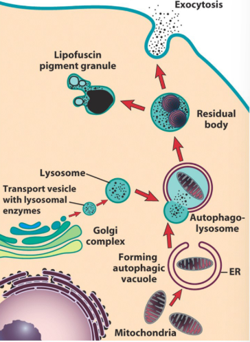 <p>organelles like mitochondria are initially surrounded by the double membrane part of the ER forming the autophagic vacuole, the ER then fuses with a lysosome to form this</p>