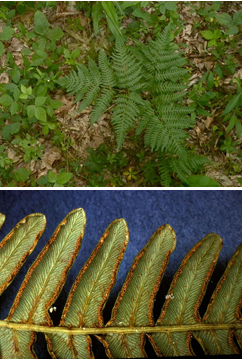 <p>bracken fern</p>