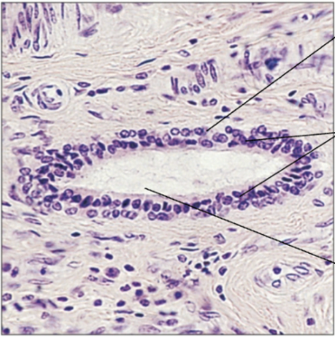 <p><span><strong>Stratified cuboidal</strong></span></p>