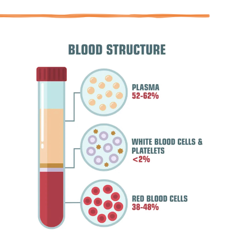 <p>What are the 4 basic components blood is made up of?<br></p>