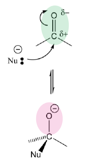 <p>→The polarization of C=O bond makes C (δ+) attractive to nucleophiles and the EN of O makes it easily accept neg charge.</p><p>→Nucleophilic addition is generally reversible</p>