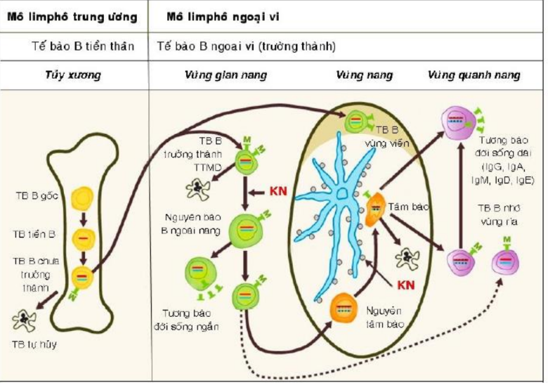 <p>Cơ chế đáp ứng kháng nguyên của lympho B ở vùng gian nang</p>