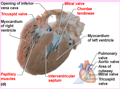 <p>chordae tendineae (tendonous chords)</p>
