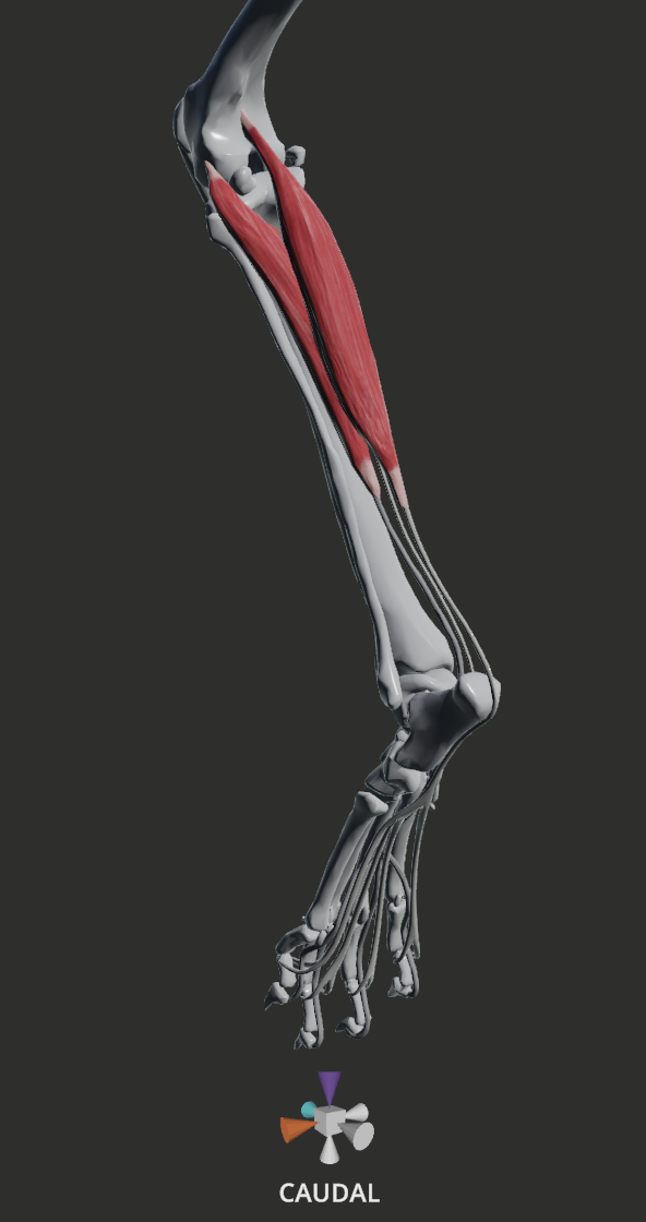 <p>LATERAL/CAUDAL</p><ol><li><p>SDF</p></li><li><p>DDF</p></li><li><p>MDF</p></li><li><p>lateral digital flexor</p></li></ol><p></p>