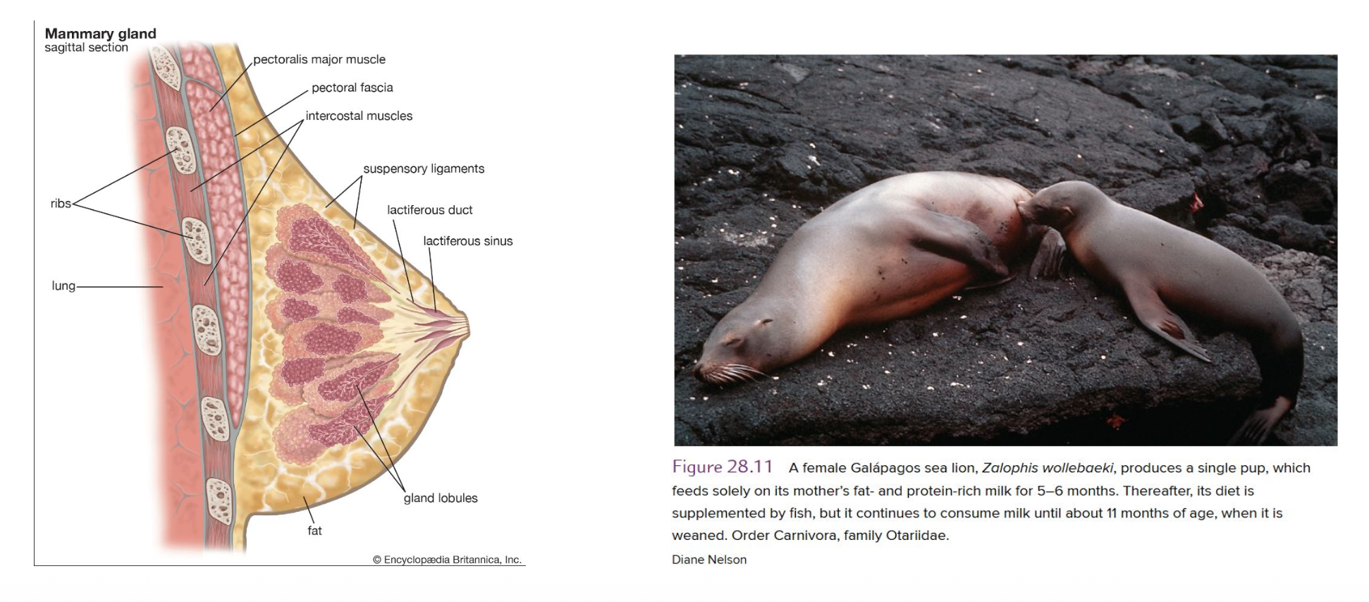<p><strong><u>Mammary gland</u></strong></p><p class="p1">• Occur in all <u>female/male</u> mammals and in a rudimentary form on all <u>female/male</u> mammals</p><p class="p1">• They develop from <u>downward-growing/upward-growing</u> epidermal cells that form a branching system of ? surrounding by ?</p><p class="p1">• In most mammals milk is secreted via ?</p><p class="p1">• __ lack nipple: secrete milk onto the ? of the mother’s belly</p>