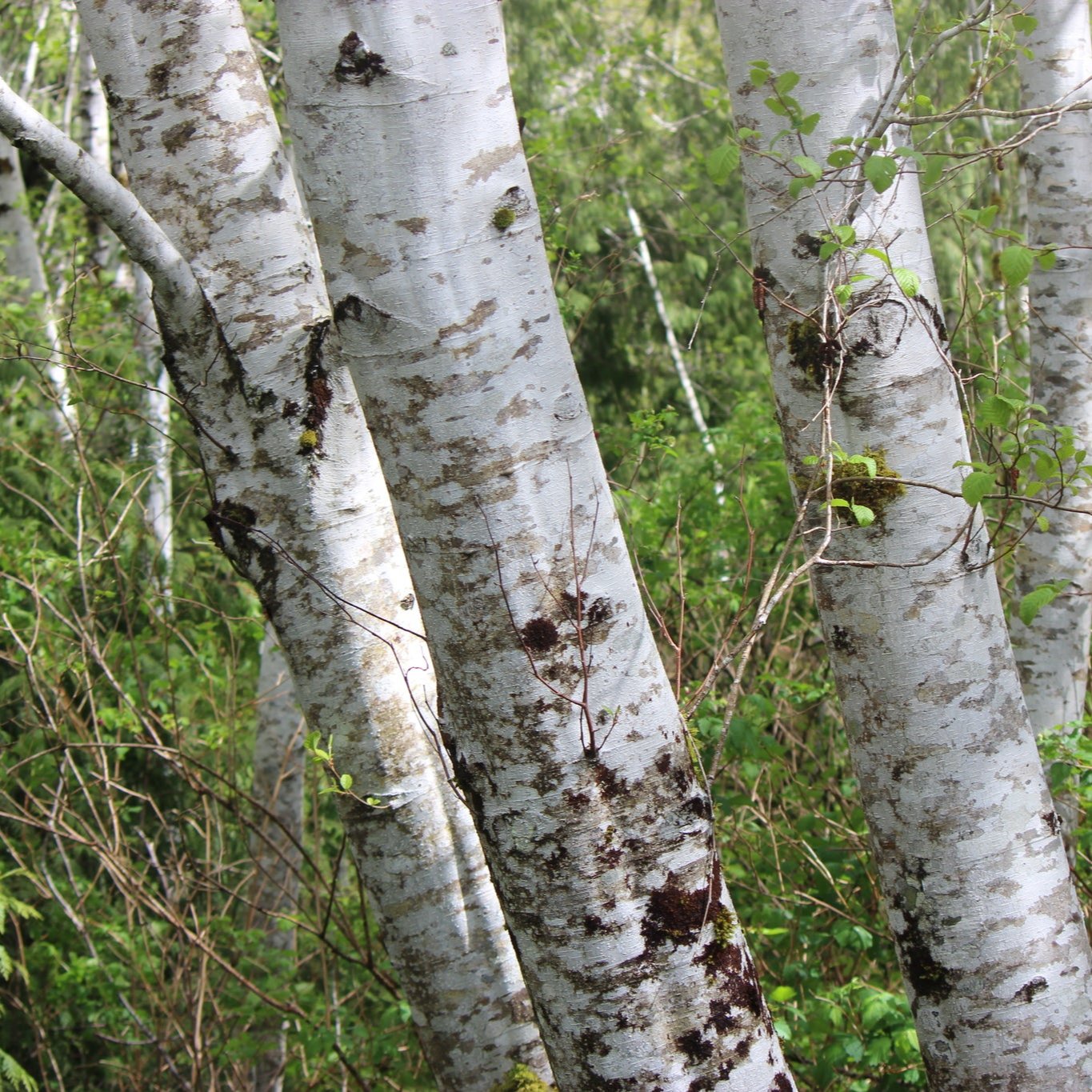 <p>red alder </p>