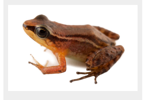 <p>Dendrobatidae</p>