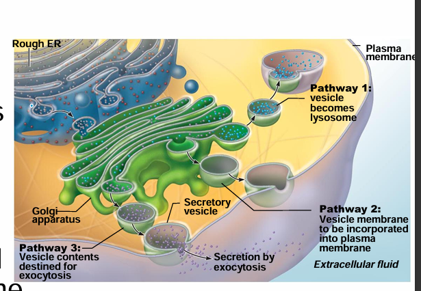 <ul><li><p>Vesicle becomes a lysosome</p></li></ul><p></p>