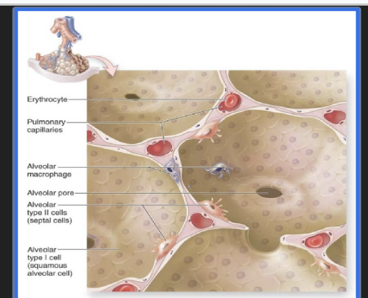 <p>Normal Physiology </p>