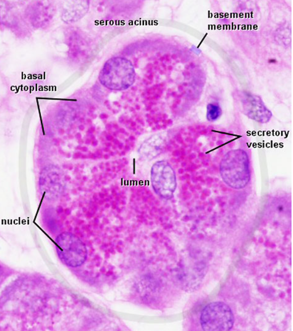 <p>Tế bào tổng hợp chất chế tiết khác với chất nhầy→Cực đỉnh chứa nhiều hạt(chất chế tiết).</p><p>Nhân tròn và nằm trong một vùng bào tương ái kiềm</p>