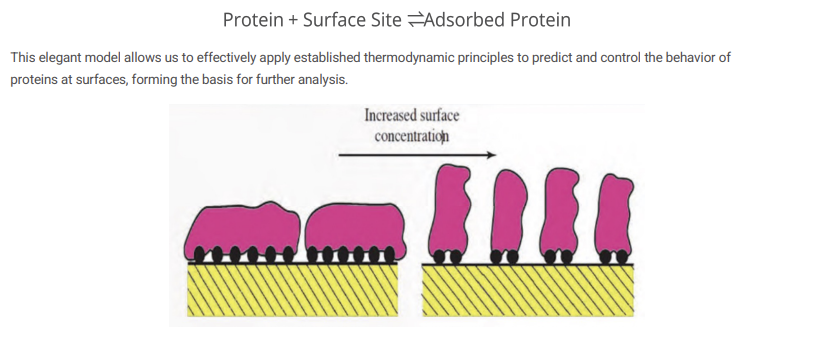 <p>To understand the fundamental principles governing protein adsorption, we can conceptualize it as a REVERSIBLE chemical reaction occurring at the biomaterial interface. Core model = to the left. It implies two competing processes: <strong>Adsorption: Proteins moving from the bulk solution to the surface. Desorption: Proteins detaching from the surface and returning to the solution.</strong> </p><p>The diagram at the BOTTOM of the slide shows the Surface Occupancy Effect. Low Surface Concentration (Left): When there are plenty of available sites, proteins have the “space” to unfold and maximize their footprint. This often leads to STRONGER, less reversible binding because the protein forms more contact points with the surface. High Surface Concentration (Right): As more proteins arrive, space becomes a premium. Proteins are forced to remain in a more upright, “compact” orientation. While this allows for more proteins to fit on the surface, they may be less stable and more likely to be desorbed or be replaced. </p>