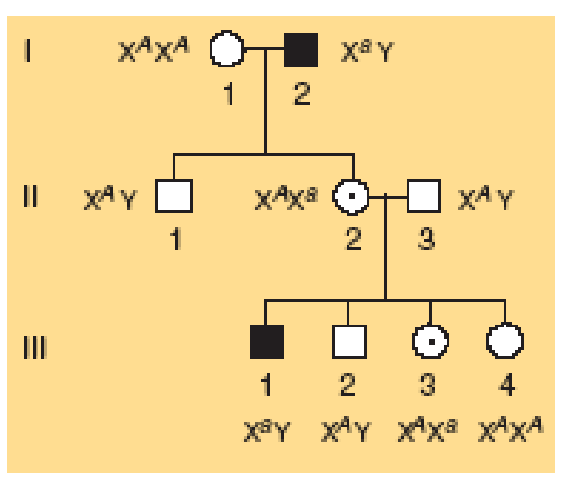 <p>Su X-chromosoma susijusio recesyviojo alelio paveldėjimas</p>