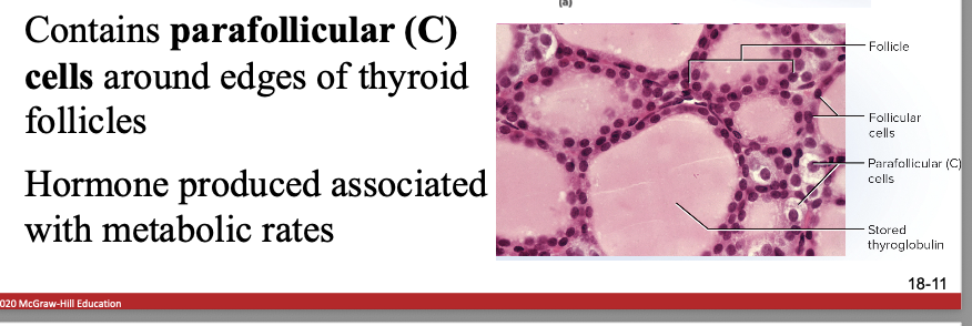 <p>parafollicular cells </p>