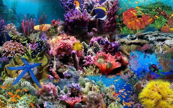 <p>coral reef (n) <span>/ˈkɒrəl riːf/</span></p>