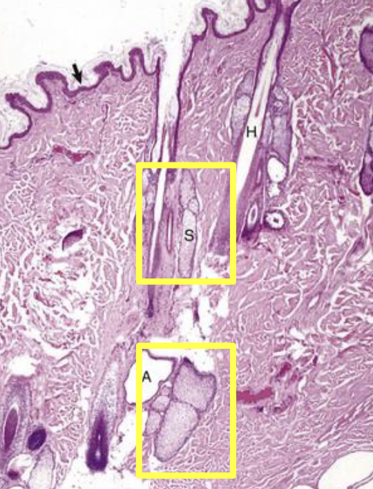 <p>What kind of secretory product is this & describe & give ex </p>