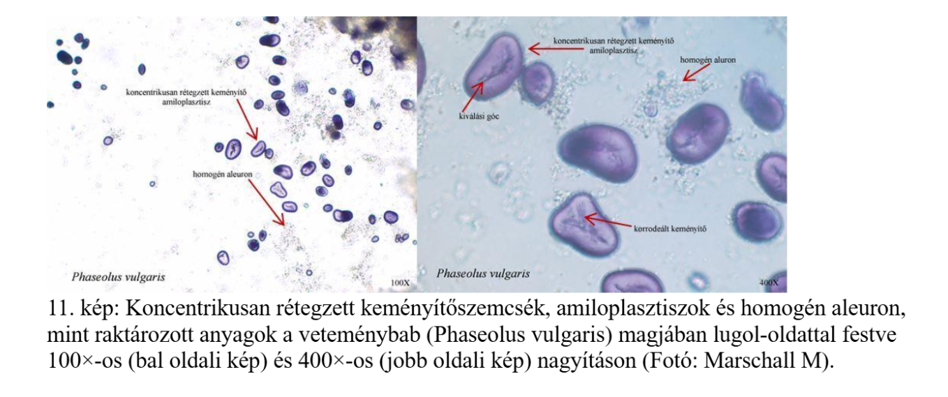 <p><span style="background-color: transparent; font-family: "Open Sans", sans-serif;">A fehérje zárványok, a legvalószínűbb elmélet szerint, leegyszerűsödött és besűrűsödött tartalmú vakuólumokból jöttek létre. A kívülről borító tonoplaszt helyett az aleuronhártya elnevezés használatos. </span><span style="font-family: "Open Sans", sans-serif;">Homogén aleronnak nevezzük a fehérjezárványt, ha az aleuronhártyán belül csak egyféle kristályosodási rendszerbe tartozó fehérje azonosítható. Heterogén aleuron esetén globoid és krisztalloid típusú fehérje is található egy aleuronhártya által határolva. </span><span style="background-color: transparent; font-family: "Open Sans", sans-serif;">Az amiloplasztiszokban általában egy szerves kiválási góc körül rakódik le rétegesen a keményítő.</span></p>