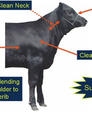 <ul><li><p>long, clean neck</p></li><li><p>narrow muzzle</p></li><li><p>clean angular muscle</p></li><li><p>less beefy dewlap</p></li></ul><p></p>