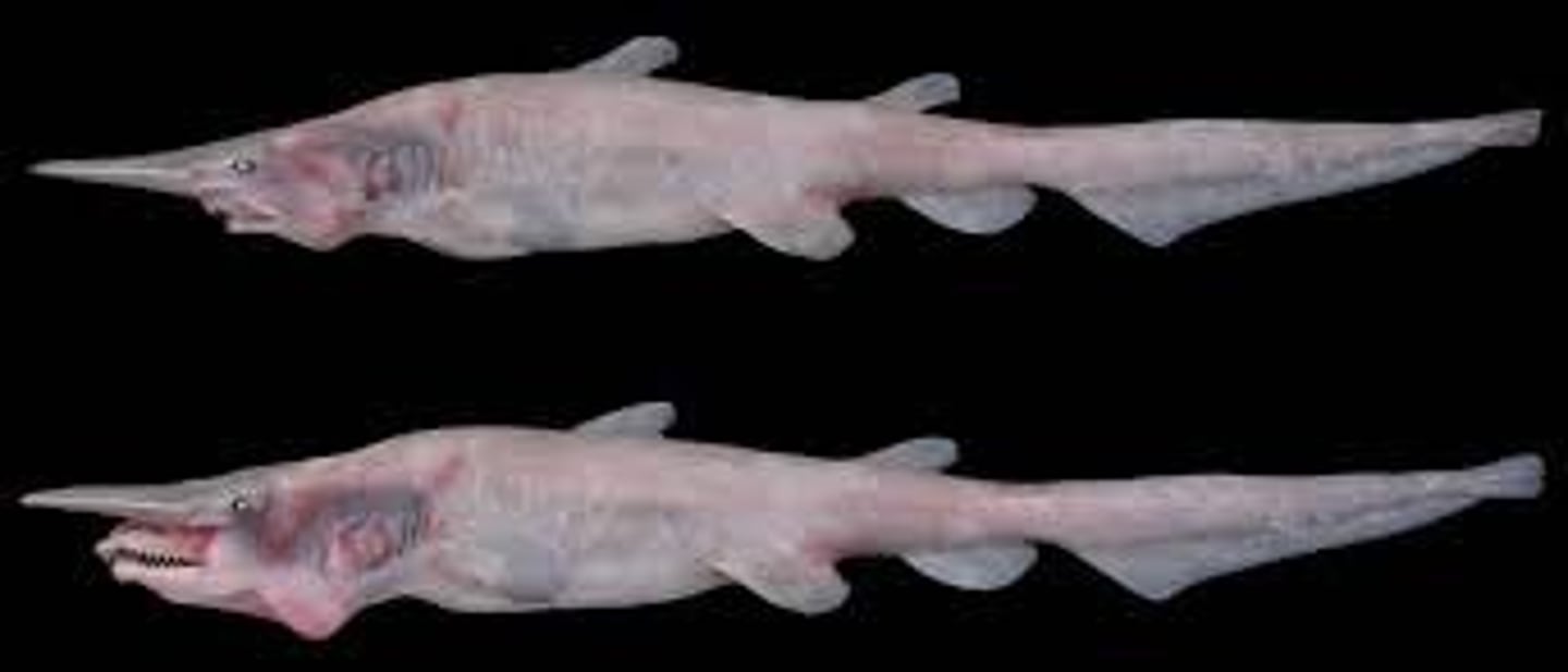 <p>The Goblin shark's pink or tan skin are from these found beneath its skin.</p>