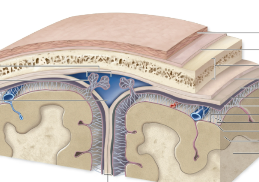 <p>Identify the falx cerebri </p>