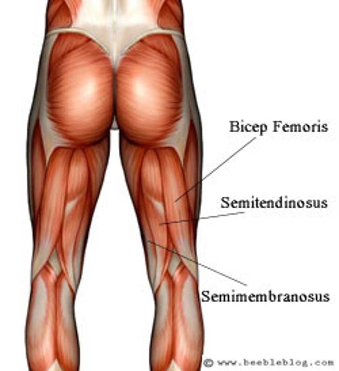 <p>extends thigh and flexes leg</p>