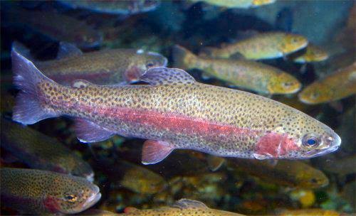 <p>rainbow trout</p>