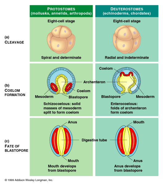 <ul><li><p><strong>Protostomes</strong>: The blastopore (first opening formed during embryonic development) becomes the mouth and the anus forms later. Spiral cleavage where dividing cells are offset at an angle and determinate cleavage (developmental fate of each embryonic cell is locked in very early). Schizocoely where the body cavity forms by a split in the solid mass of mesoderm tissue. </p></li><li><p><strong>Deuterostomes</strong>: The blastopore becomes the anus and the mouth forms later. Radial cleavage where cells stack directly on top of each other and indeterminate cleavage (early cells are totipotent aka stem cells that can specialize later one). Enterocoely where the coelom forms from pouches pinched off from the embryonic gut. </p></li></ul><p></p>
