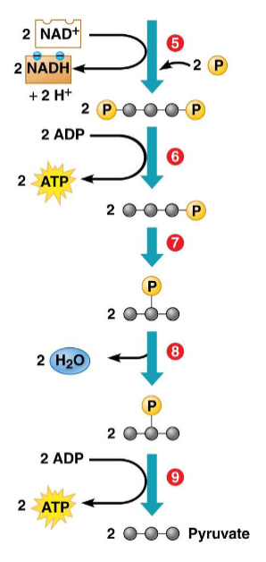 <ul><li><p>Second part of glycolsis</p></li><li><p>Energy is produced (4 ATP molecules, 2 NADH molecules)</p></li><li><p>Final product is two molecules of pyruvate</p></li></ul><p></p>