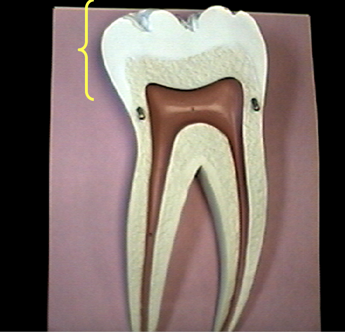 <p>Identify the organs of the digestive tract.</p>