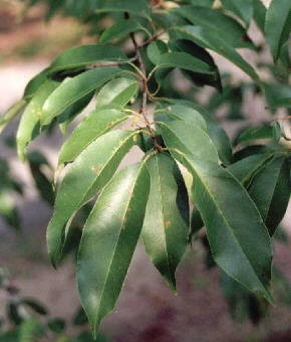 <p>Has orange hairs on underside of leaf. Cannot feel veination</p>