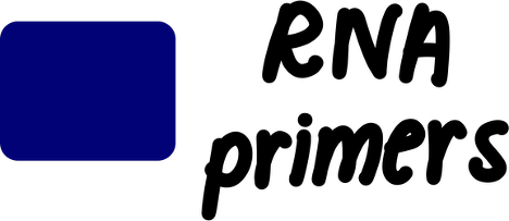 <p>Why are RNA primers necessary?</p>