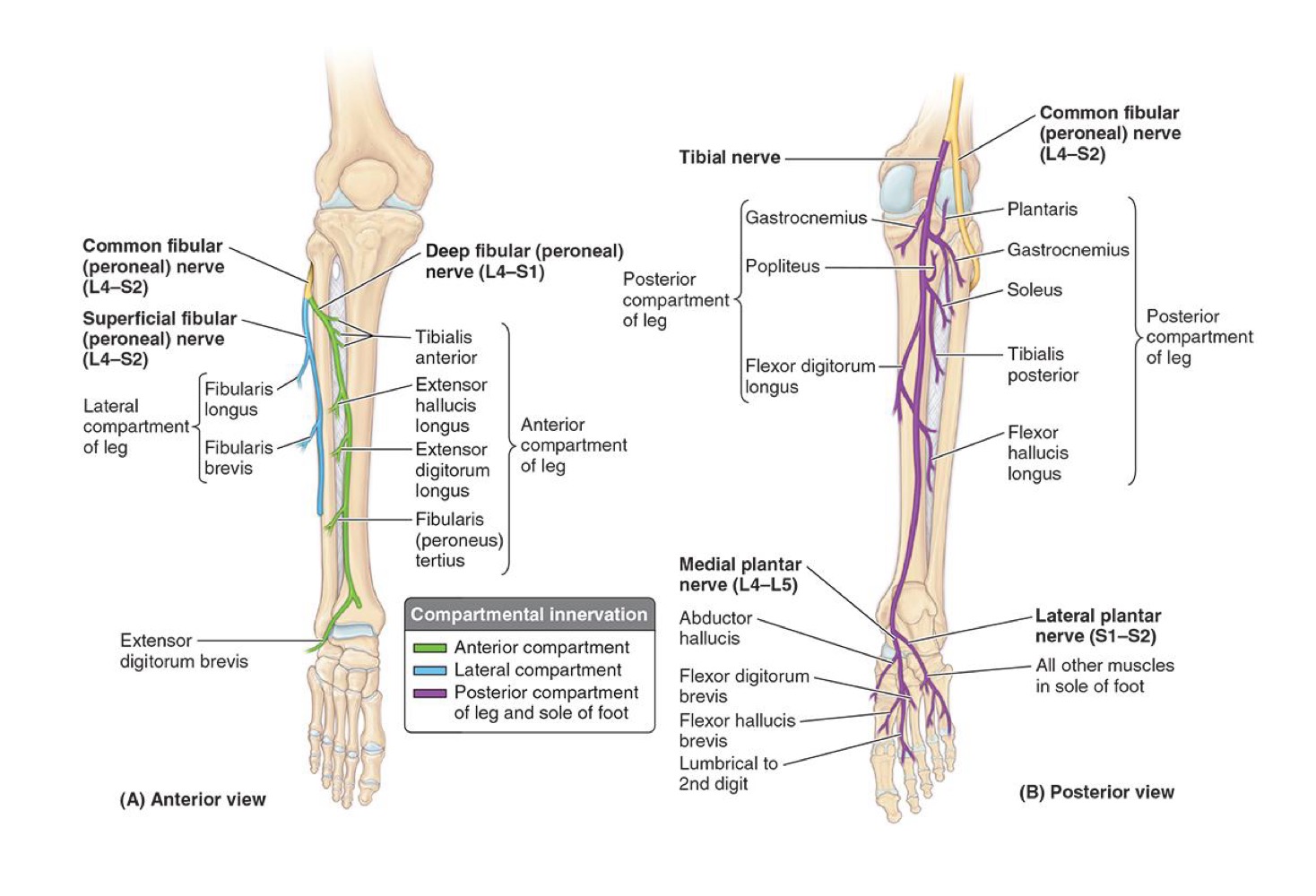 <p>ARTERIES OF LEG: <strong>ANTERIOR TIBIAL ARTERY</strong></p>