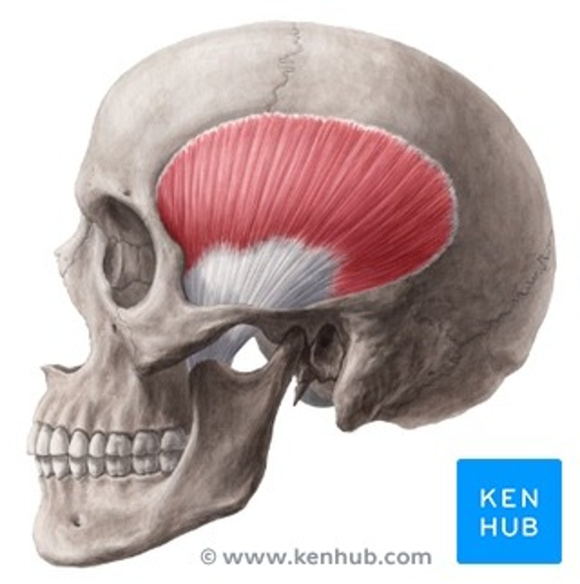 <p>Mastication, cranial nerve (v)</p>