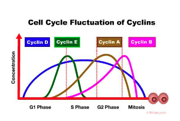<ul><li><p>Cyclin D synthesizes due to growth factor and stays active until the end of mitosis</p></li><li><p><span style="color: yellow;">Cyclin B must be destroyed for cell to exit mitosis and cytokinesis to start</span></p></li></ul><p></p>