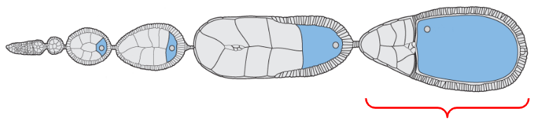 <p>The egg chamber located at the proximal base of the ovariole, closest to the oviducts</p>