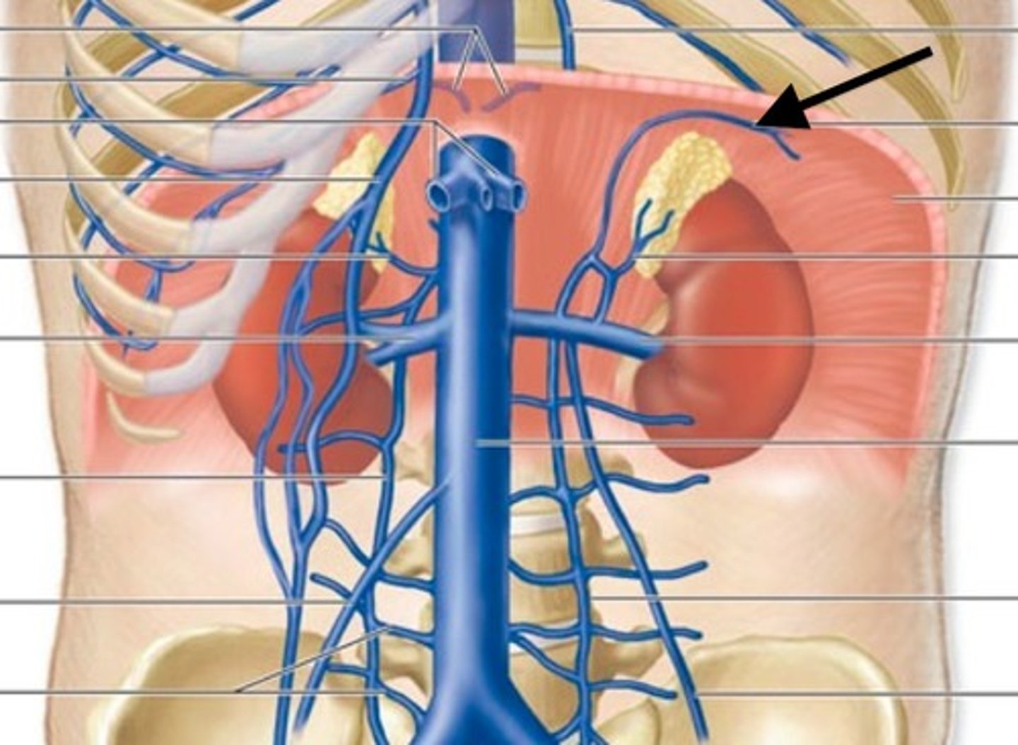 <p>what does the inferior phrenic vein drain of the IVC?</p>