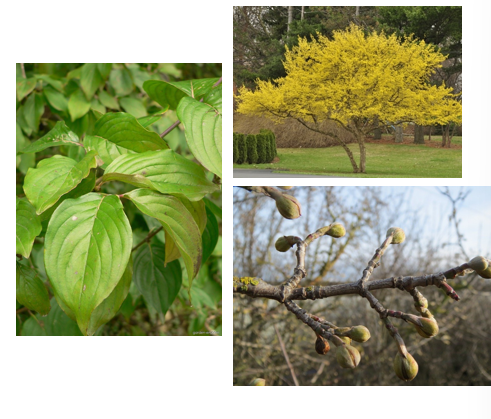 <p>Takken tegenoverstaand</p><p>bladeren tegenoverstaand</p><p>blad gelijkend op dat van rode kornoeltje, nerven tegenoverstaand en volgen bladrand</p><p>gele bloemen, rode vruchten</p>