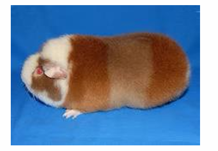 <p>what coat is this </p>
