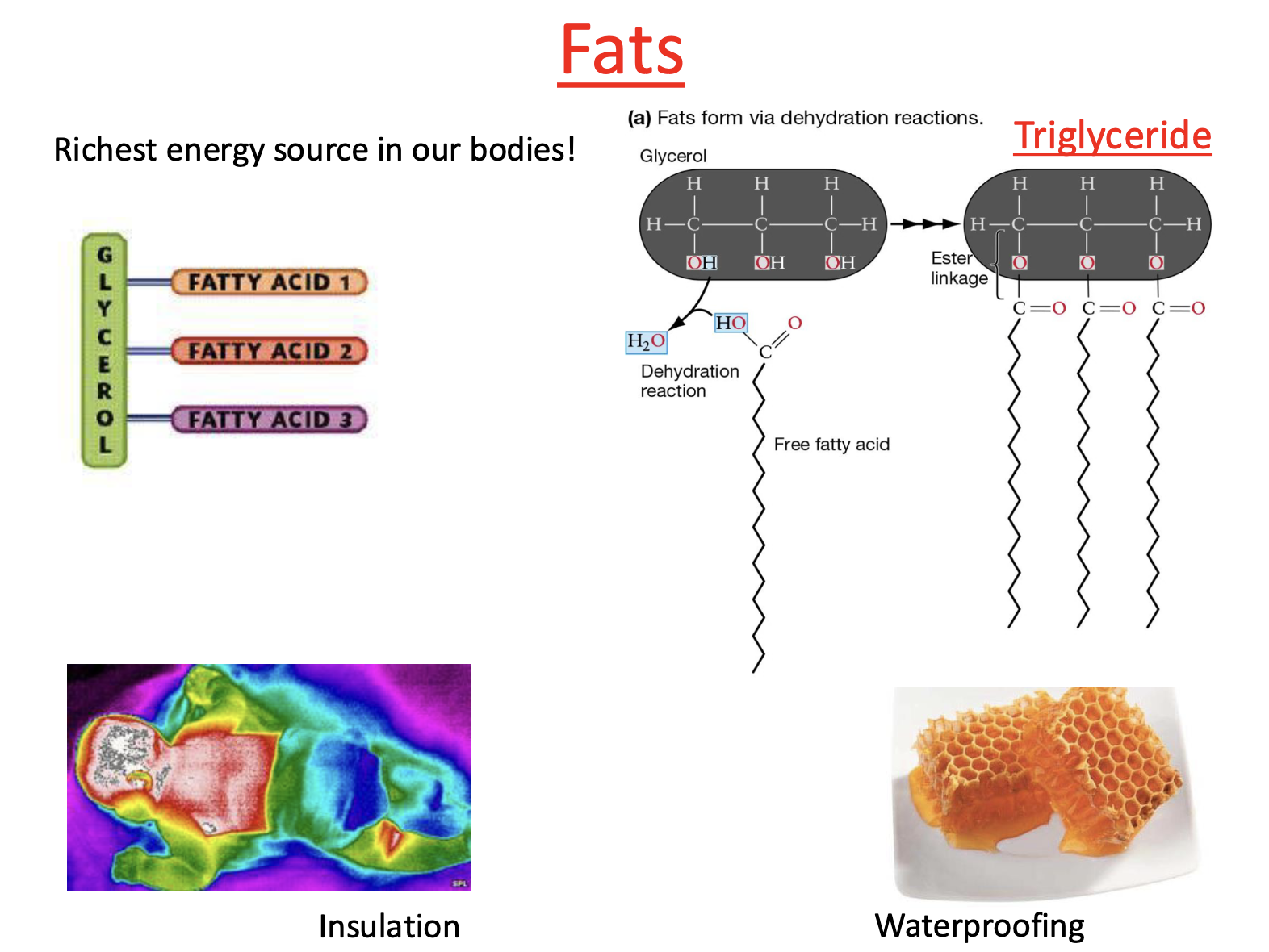 <ul><li><p>richest energy source in our bodies!</p></li><li><p>Insulation: highest amount of fat near major organs b/c vital organs require a lot of energy</p></li><li><p>Waterproofing: honeycombs made up of triglycerides —> structure waterproofs</p></li></ul><p></p>