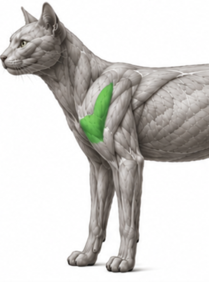 <p>What cat muscle is this?</p>