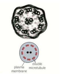 <p>Each cilium contains two central microtubules surrounded by nine pairs of microtubules arranged like a "wheel".&nbsp;&nbsp;</p><ul><li><p>This is know as the 9+2 arrangement.&nbsp;</p></li></ul><p></p>